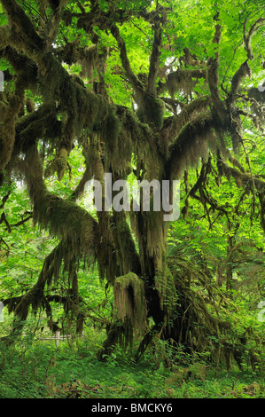 Hall di muschi, Hoh Rain Forest, il Parco Nazionale di Olympic, nello Stato di Washington, USA Foto Stock
