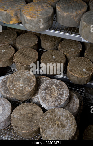 Fatte a mano Single e Double Gloucester formaggi in un magazzino frigorifero camera. Standish Park Farm. Oxlynch. Gloucestershire. Regno Unito. Foto Stock