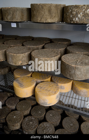 Fatte a mano Single e Double Gloucester formaggi in un magazzino frigorifero camera. Standish Park Farm. Oxlynch. Gloucestershire. Regno Unito. Foto Stock