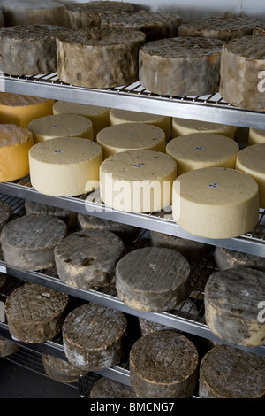 Fatte a mano Single e Double Gloucester formaggi in un magazzino frigorifero camera. Standish Park Farm. Oxlynch. Gloucestershire. Regno Unito. Foto Stock