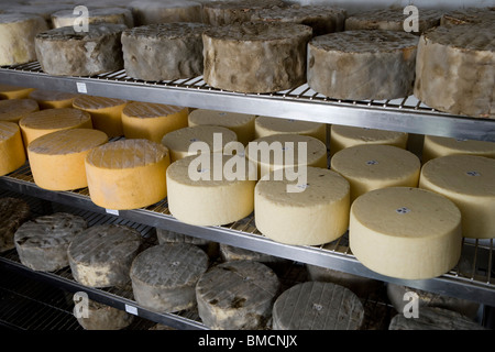 Fatte a mano Single e Double Gloucester formaggi in un magazzino frigorifero camera. Standish Park Farm. Oxlynch. Gloucestershire. Regno Unito. Foto Stock