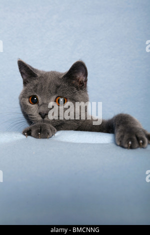 Britisch Kurzhaar / British Shorthair Foto Stock