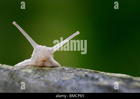 Lumaca romano, escargot, escargot lumaca, commestibili, lumaca lumaca Apple, grapevine lumaca, Vigna lumaca, vine lumaca (Helix pomatia), Foto Stock