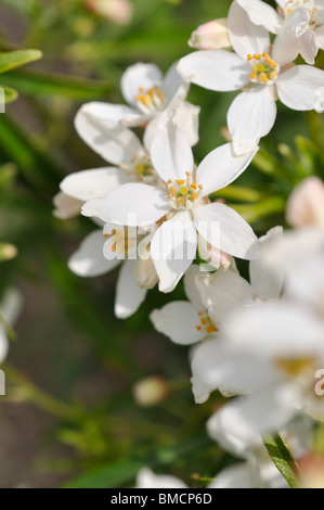 Mexican orange blossom (choisya ternata) Foto Stock