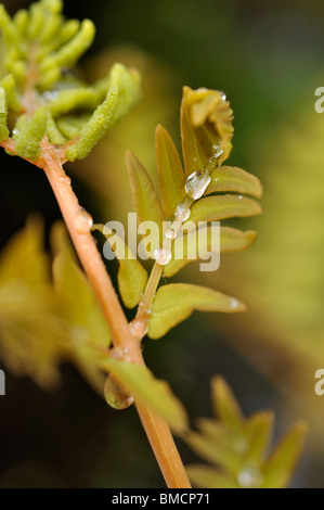 Royal (felce Osmunda regalis) Foto Stock