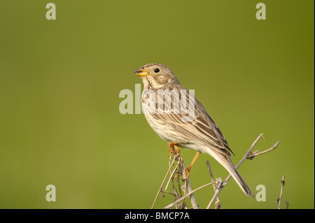 Corn Bunting nel sud del Kazakistan, dell'Asia centrale Foto Stock