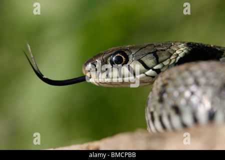 Biscia dal collare (Natrix natrix), sfogliare, in Germania, in Renania Palatinato Foto Stock