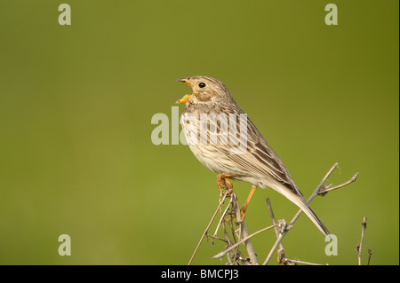 Corn Bunting nel sud del Kazakistan, dell'Asia centrale Foto Stock