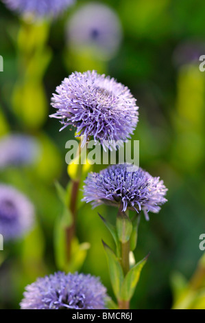 Comune di fiori a sfera (globularia bisnagarica) Foto Stock