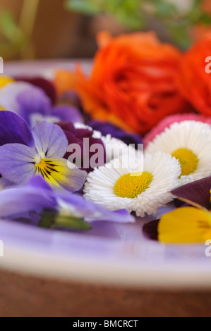 Comune (a margherita bellis perennis) e cornuto pansies (viola cornuta), fiori recisi su una piastra Foto Stock