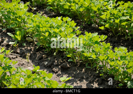 Coltivate fieno greco (Trigonella foenum-graecum) Foto Stock