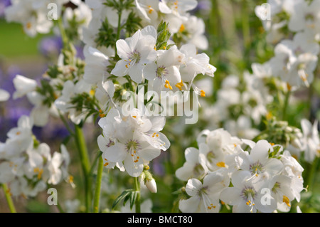 La scala di Giacobbe (Polemonium caeruleum) Foto Stock