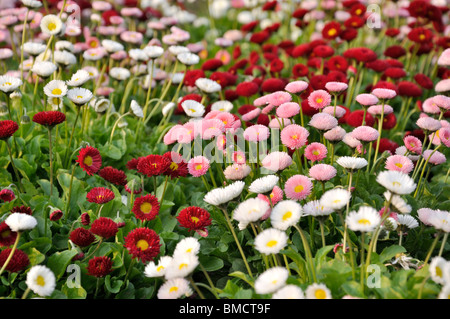 Comune (a margherita Bellis perennis) Foto Stock