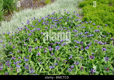 Fiordaliso di montagna (centaurea montana "grandiflora') Foto Stock