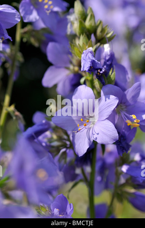 La scala di Giacobbe (polemonium caeruleum) Foto Stock