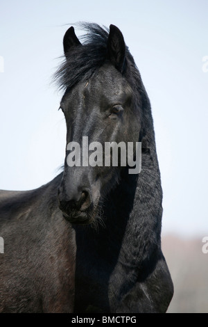 Friese Ritratto / il frisone cavallo Foto Stock