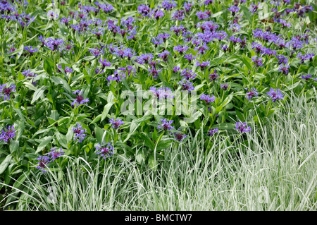 Fiordaliso di montagna (centaurea montana "grandiflora') e false graminacei (Arrhenatherum elatius 'variegata') Foto Stock