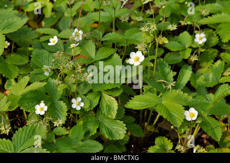 Alpine fragola (Fragaria vesca) Foto Stock