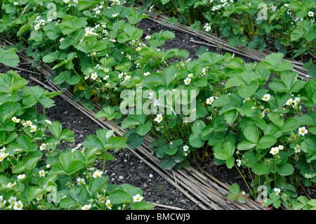 Giardino fragola (Fragaria x ananassa) Foto Stock