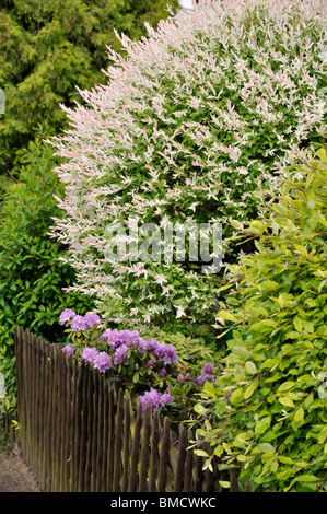 Pezzata willow (Salix integra 'hakuro nishiki') Foto Stock