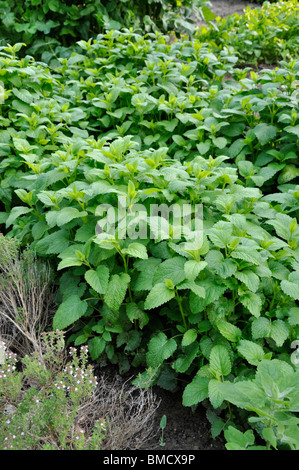 Melissa (Melissa officinalis) Foto Stock