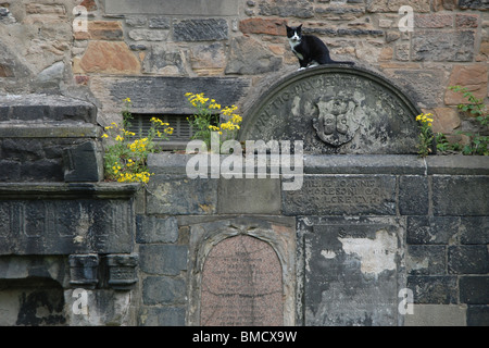 Bianco e nero cat seduti su uno dei monumenti di Greyfriars Kirkyard, Edimburgo, Scozia. Foto Stock