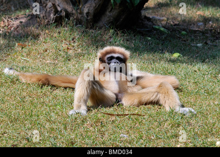 Il Lar gibbone (Hylobates lar), noto anche come il bianco-consegnato Gibbone. Relax su un campo. Foto Stock