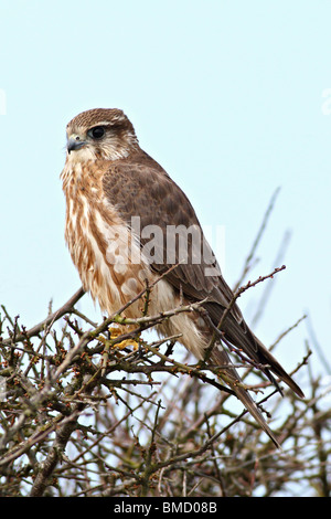 Femmina, Merlin Falco columbarius a Martin's Haven, Wales, Regno Unito Foto Stock