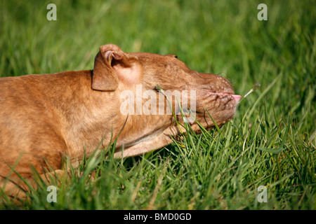 Gras fressen / mangiare gras Foto Stock