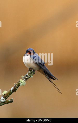 Barn Swallow (Hirundo rustica) adulto, appollaiato sul ramo, Teifi, cardigan, Pembrokeshire, Wales, Regno Unito, molla Foto Stock