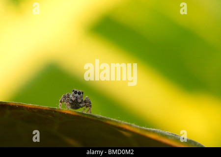 Jumping spider (Famiglia Salticidae) sulla foglia, nel suo ambiente. Fotografato in Estonia, l'Europa. Foto Stock