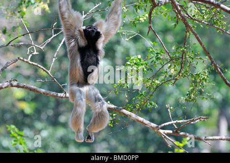 La Pileated gibbone (Hylobates pileatus) è un primate in Hylobatidae gibbon o famiglia. Foto Stock