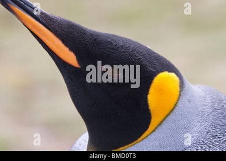 Königspinguin, re pinguino, Aptenodytes patagonicus testa di adulto Foto Stock