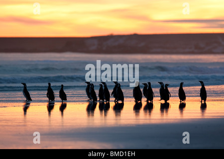 Magellan-Pinguin, Magellanic Penguin, Spheniscus magellanicus, gruppo presso la spiaggia di volontariato nelle Isole Falkland Foto Stock