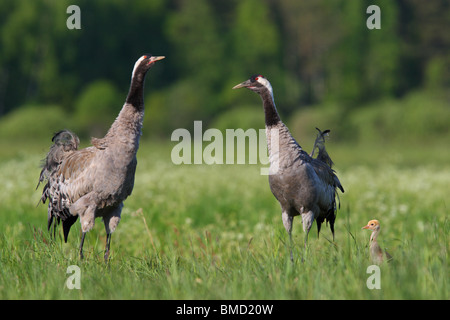 Gru comune (grus grus) ritratto di famiglia con un po' di pulcino. Europa Foto Stock