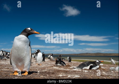 Eselspinguin, Gentoo Penguin Pygoscelis papua, colonia di allevamento al punto di volontariato nelle Isole Falkland Foto Stock