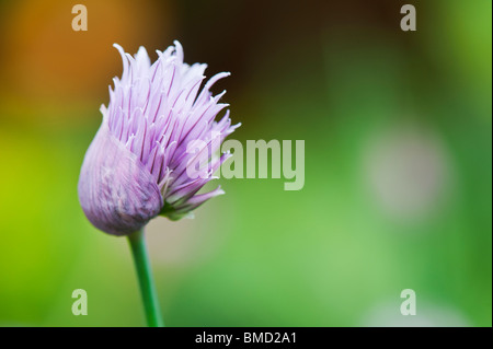 Allium schoenoprasum. Fiore di erba cipollina Foto Stock