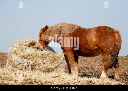 Pferd im Heu / Cavallino nel fieno Foto Stock