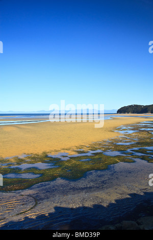 E' bassa marea shot dove alghe sono visibili. Si tratta di prendere in Nuova Zelanda. Foto Stock