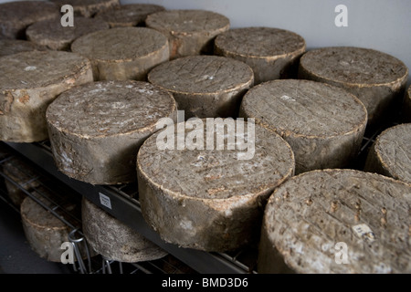 Fatte a mano Single e Double Gloucester formaggi in un magazzino frigorifero camera. Standish Park Farm. Oxlynch. Gloucestershire. Regno Unito. Foto Stock