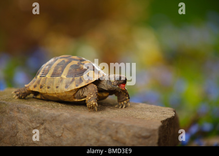 Tartaruga greca / (Testudo hermanni boettgeri) Foto Stock