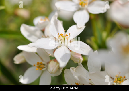 Mexican orange blossom (choisya ternata) Foto Stock