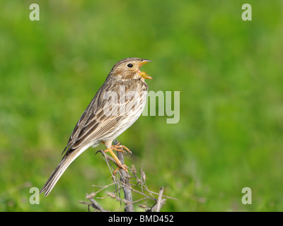 Corn Bunting nel sud del Kazakistan, dell'Asia centrale Foto Stock