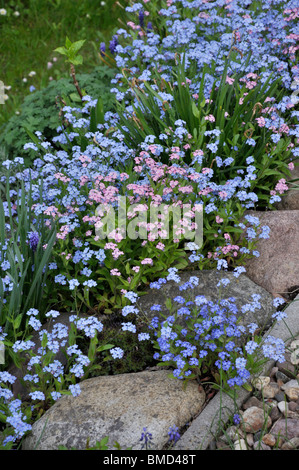 Dimenticare me not (myosotis) Foto Stock