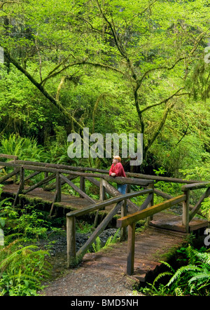 Escursionista sul ponte di legno, il Parco Nazionale di Redwood in California Foto Stock