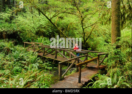 L'uomo sul ponte di legno, il Parco Nazionale di Redwood in California Foto Stock