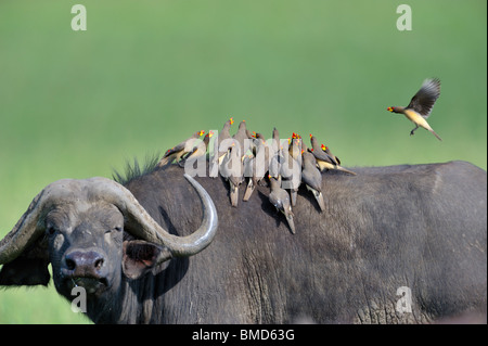 African Cape Buffalo, Syncerus caffer, con giallo-fatturati Oxpeckers, Buphagus africanus, il Masai Mara riserva nazionale, Kenya Foto Stock