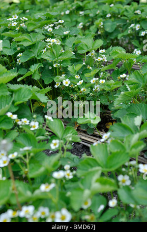 Giardino fragola (Fragaria x ananassa) Foto Stock