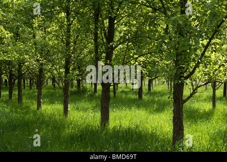 Filari di alberi in un meleto in Normandia, Francia Foto Stock