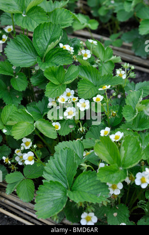 Giardino fragola (Fragaria x ananassa) Foto Stock